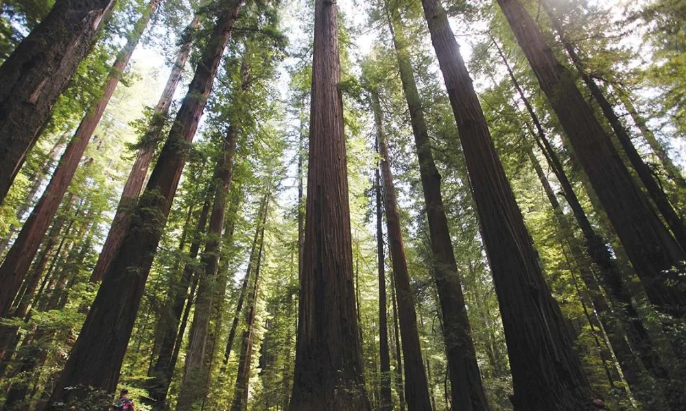 Redwoods.jpg