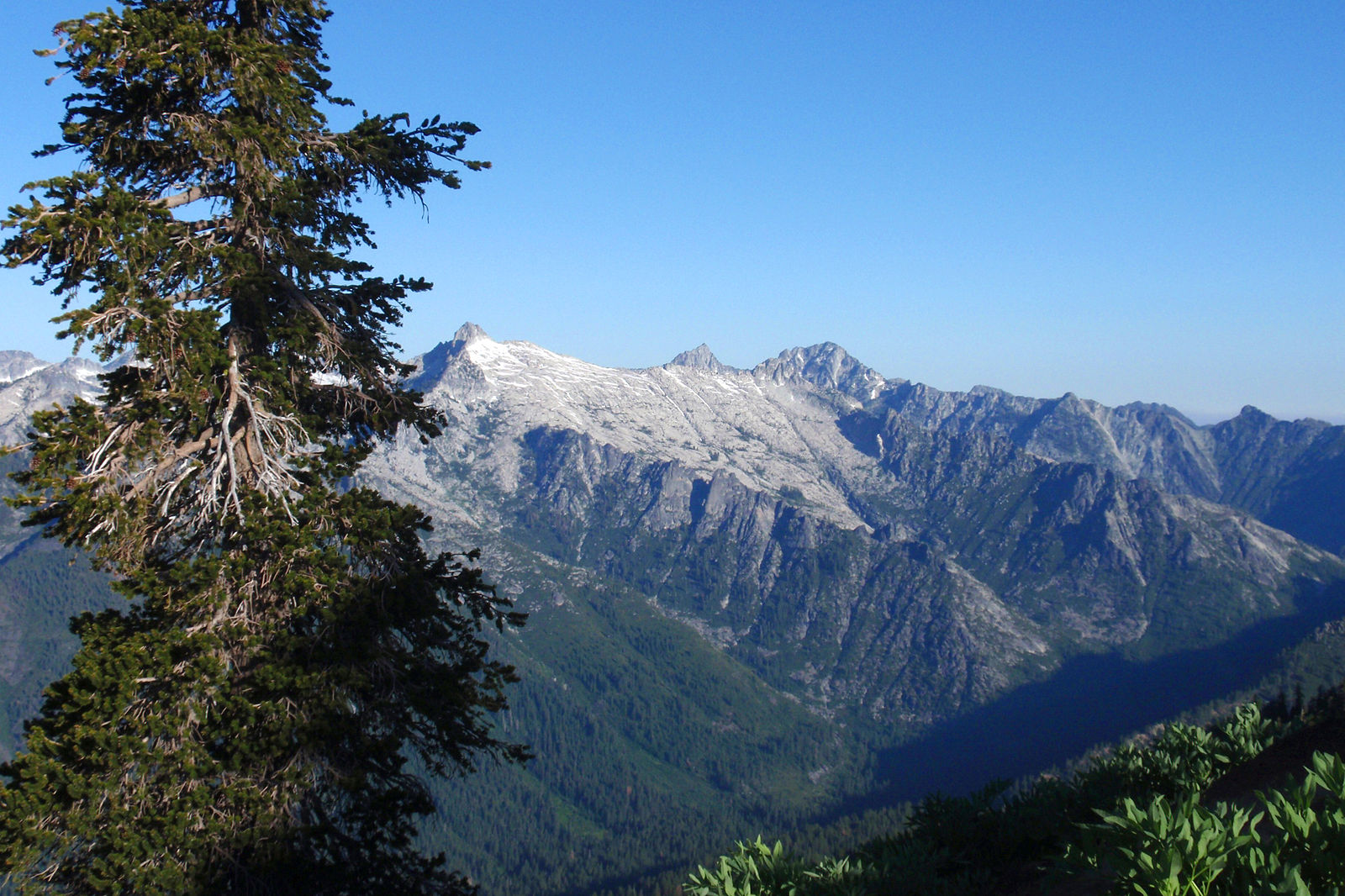 Trinity_Alps_Wilderness_with_Pinus_balfouriana.jpg