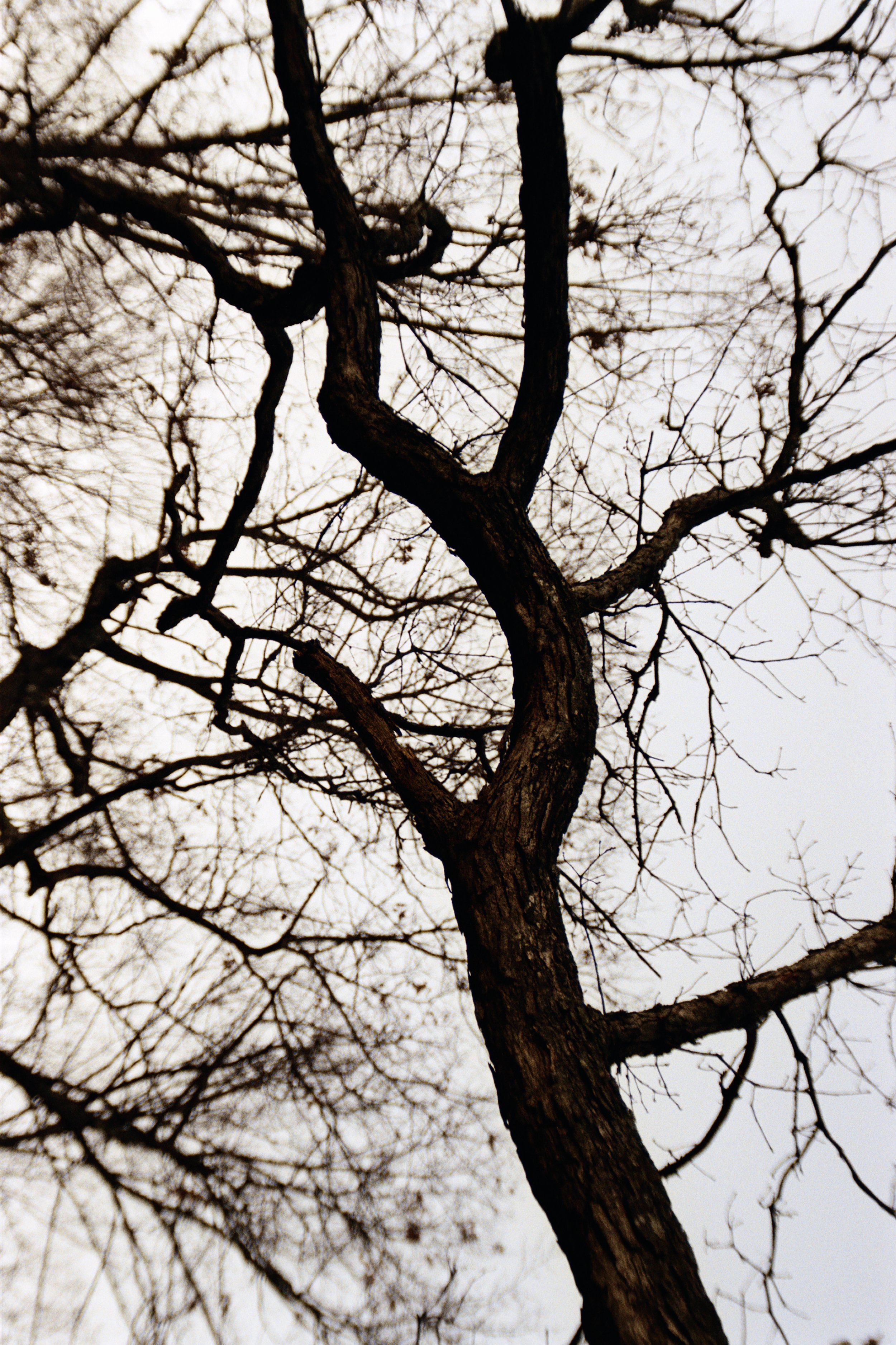 TREE_2_ENCHANTED FORESTS SERIES_8X10.jpg