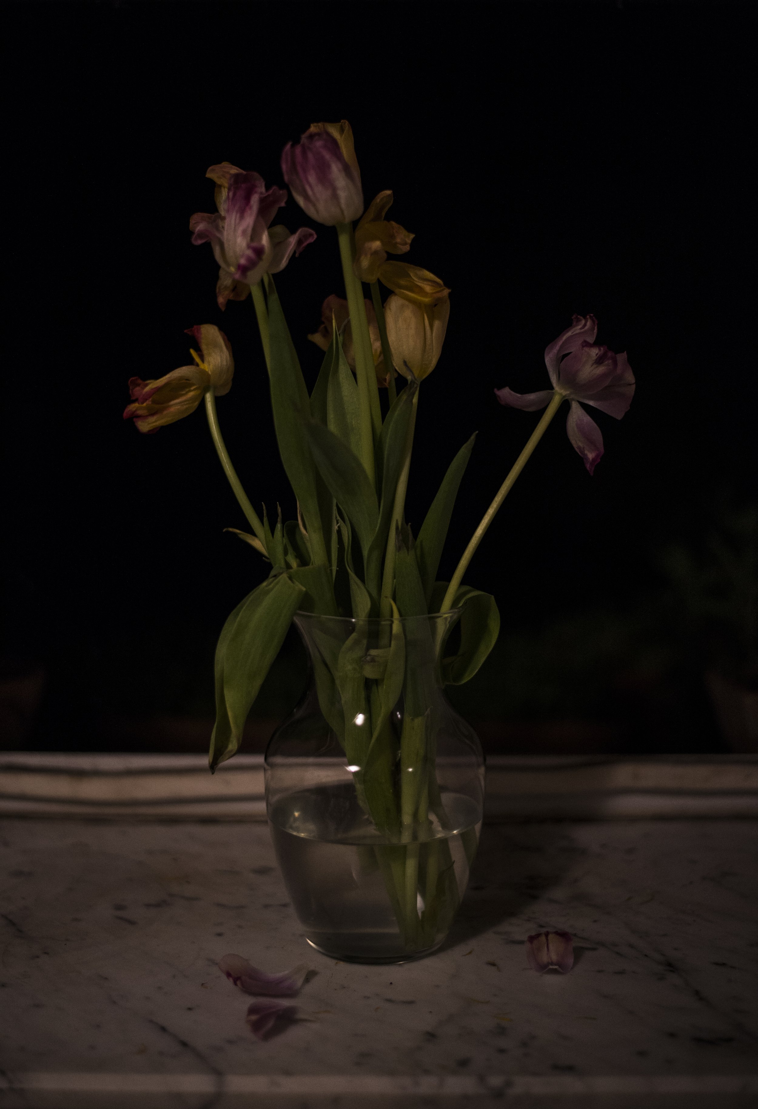 Still Life with Tulips #1