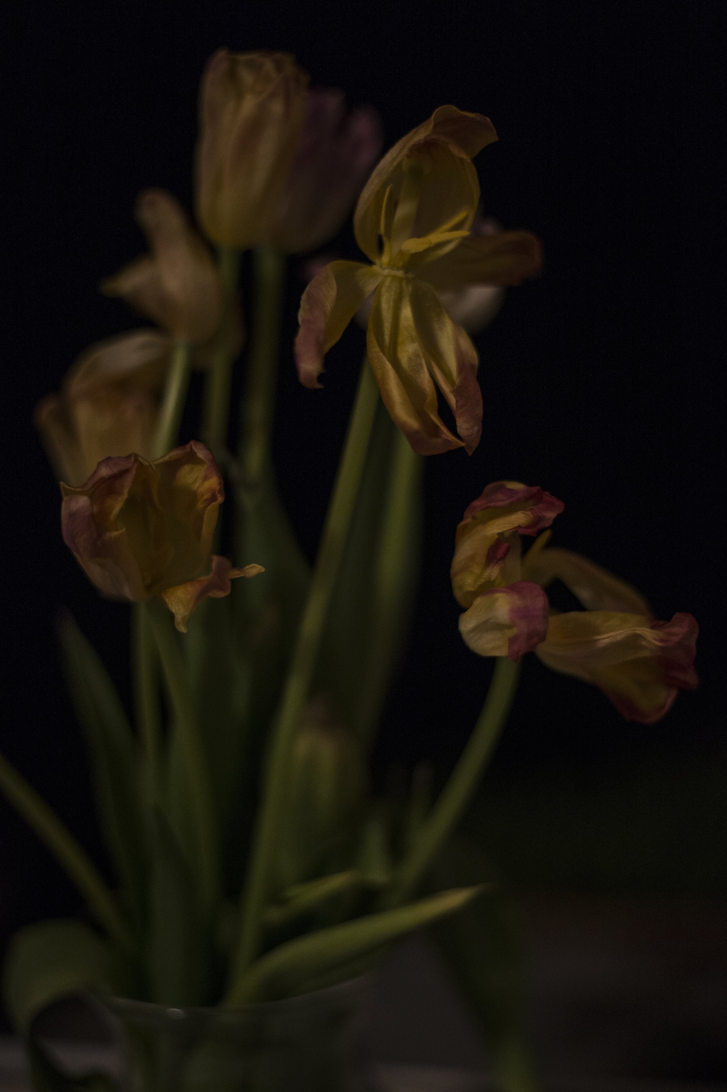 Still Life with Tulips #2