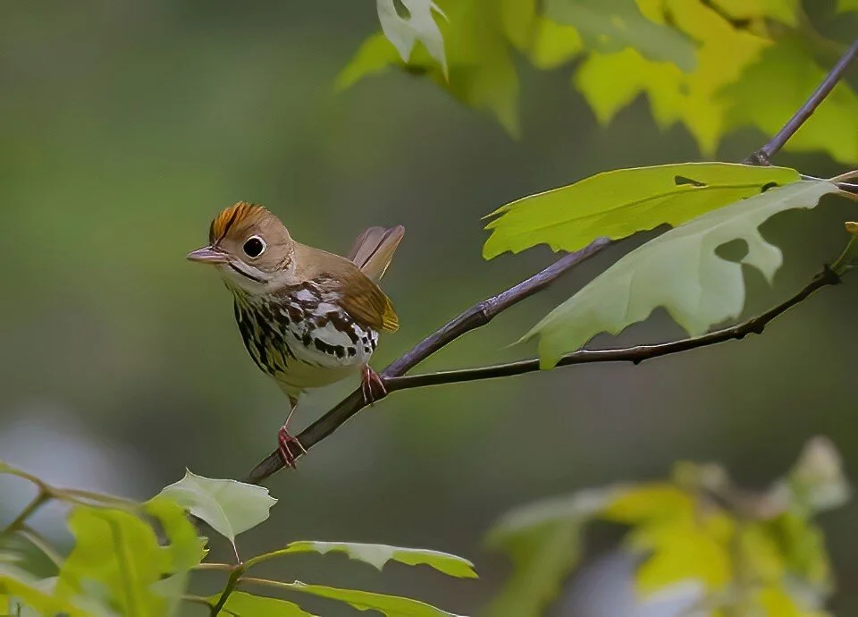 Ovenbird.jpg