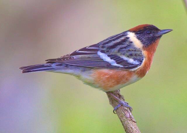 Bay-breasted Warbler.jpeg
