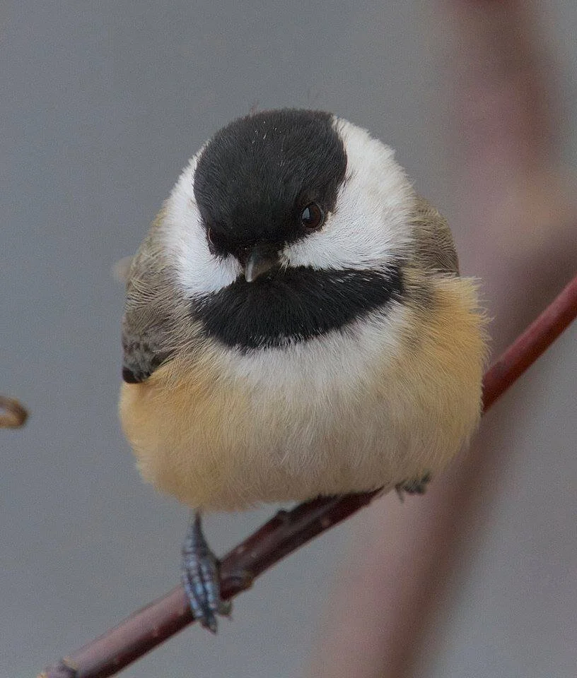 Chickadee.jpg