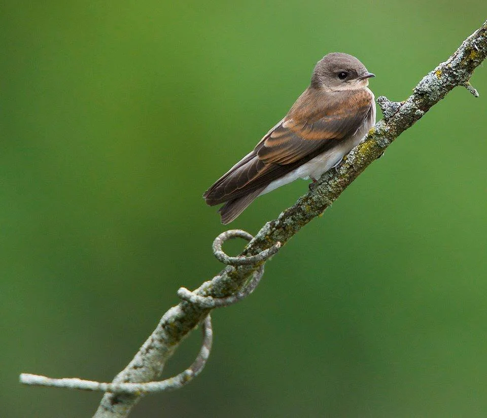 Northern Rough-winged Swallow.jpg