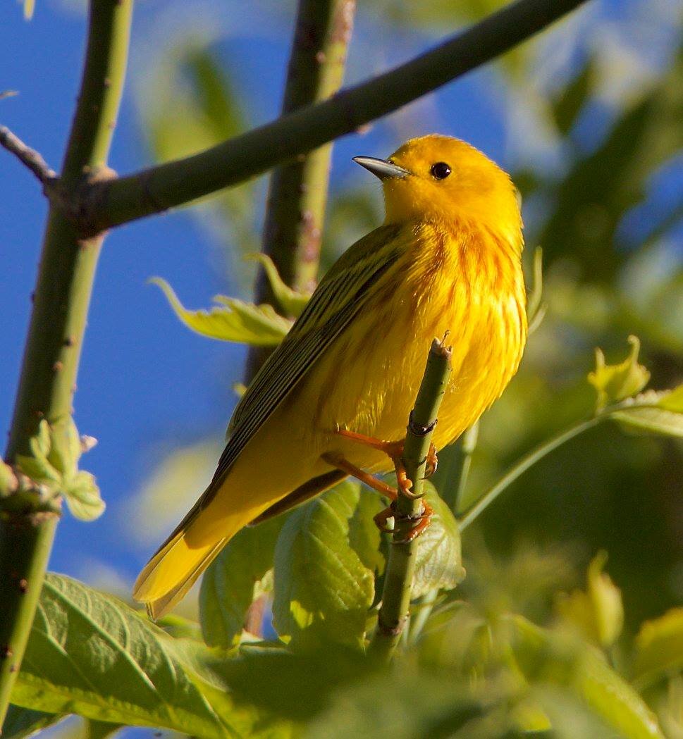 Intro　2022.　to　Valley　watch　—　for　class,　Birding　fall　Audubon　Society　(Closed;　class)　spring　Lehigh