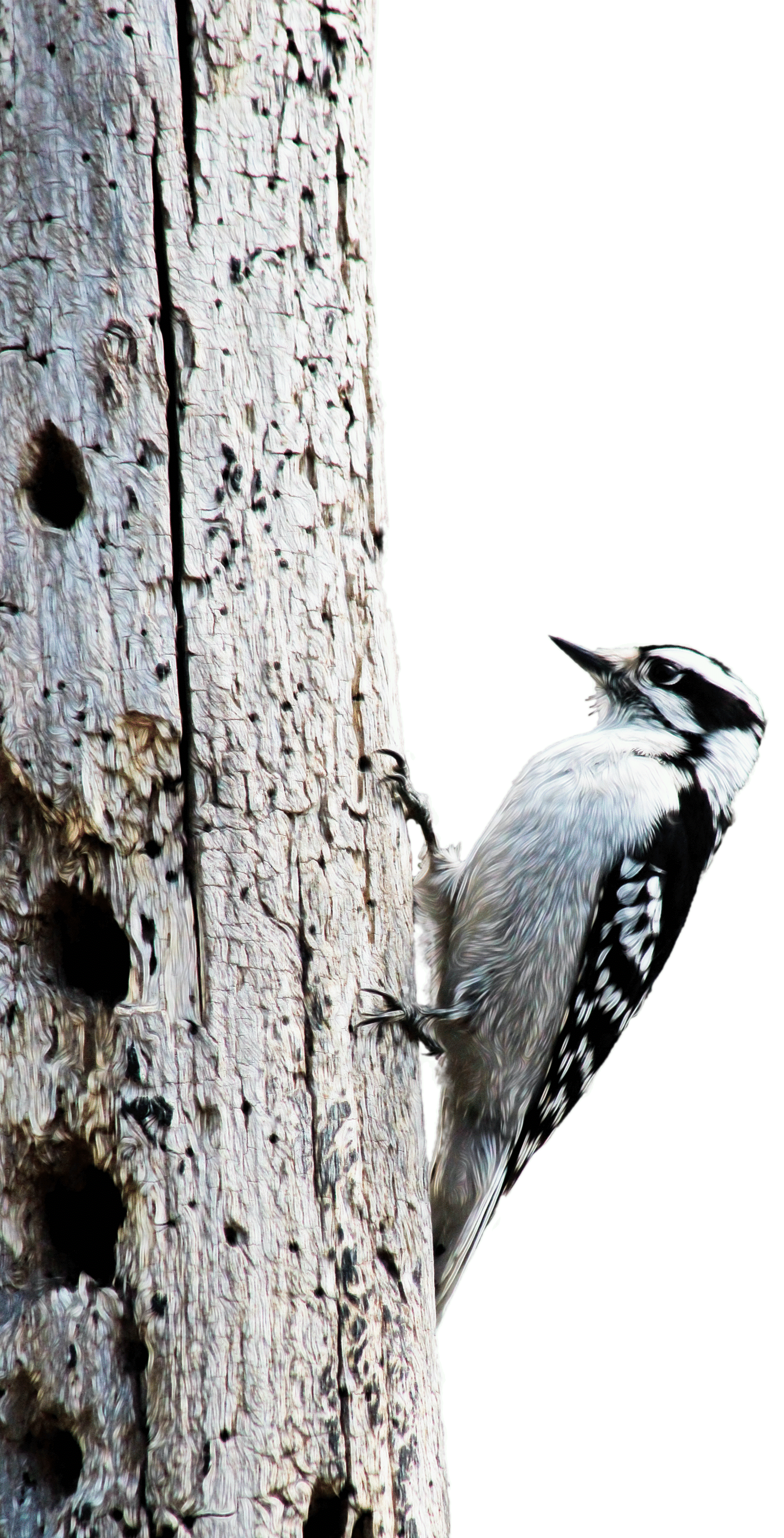 woodpecker_narrow_21Apr15-Edit.gif