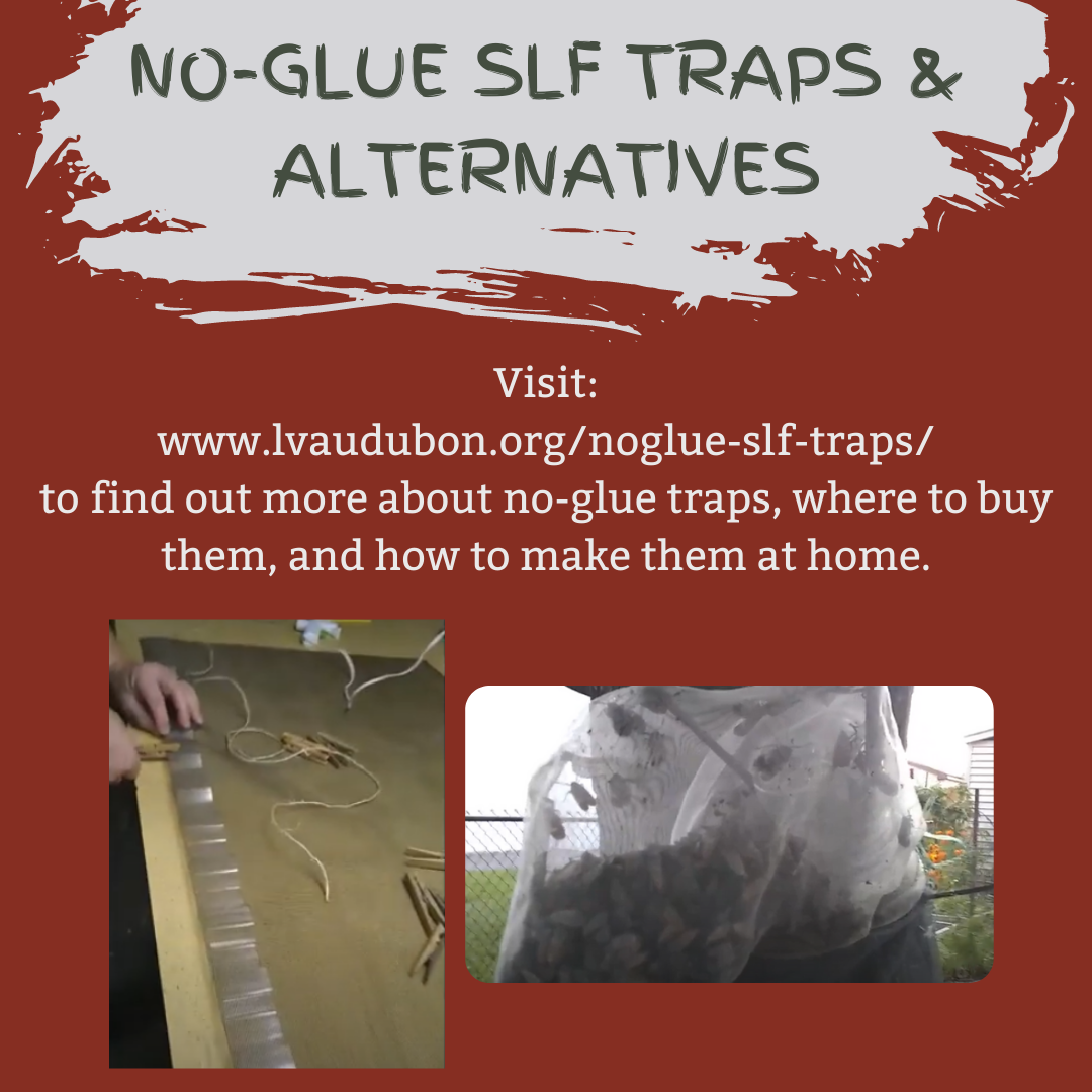 8_No glue Traps - Additional Slide.png