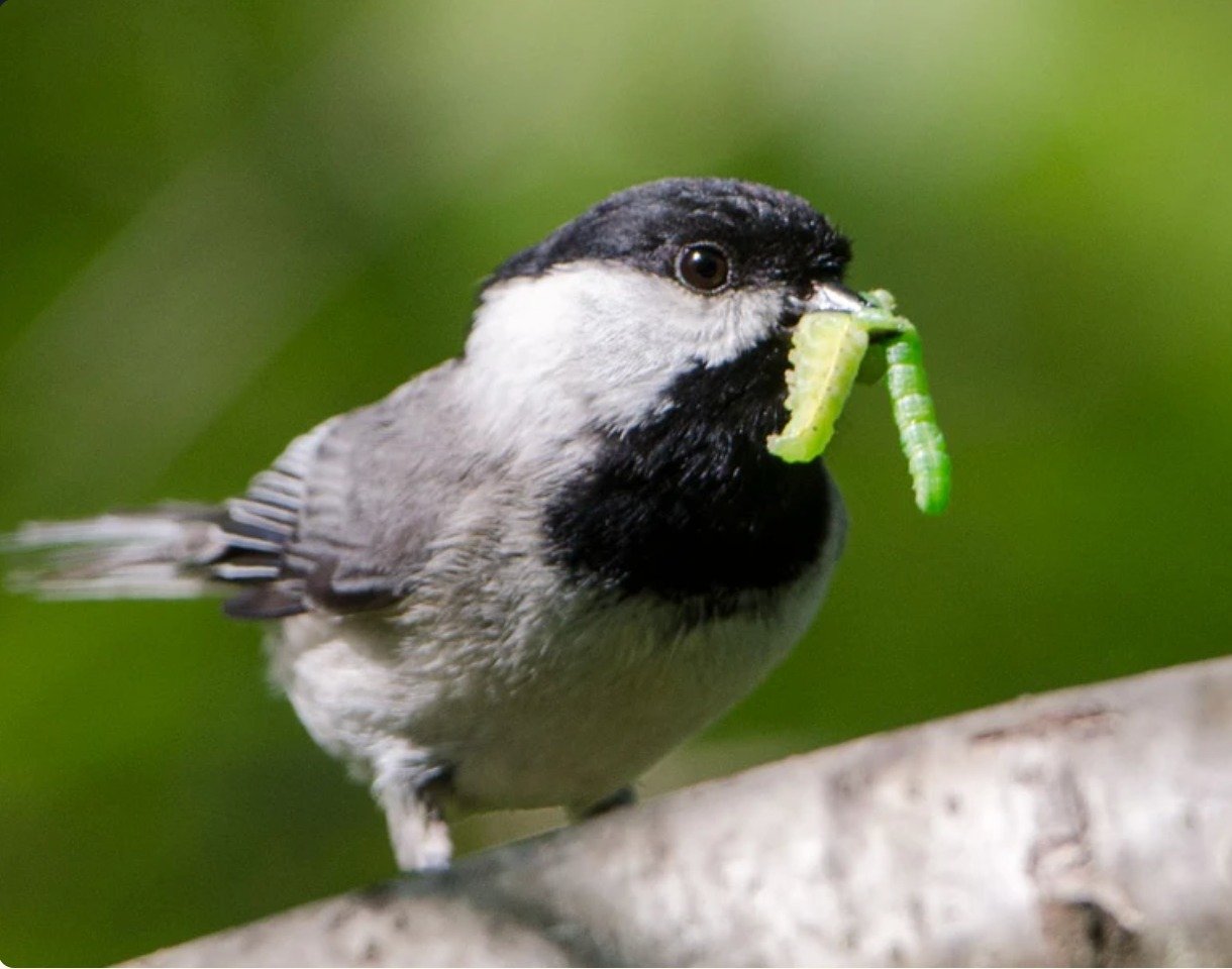 Did you know that songbirds raise their chicks on caterpillars and other insects?  When you treat your yard with mosquito spray, it harms ALL insects it touches, not just mosquitos.  Baby songbirds can't grow up on dead or poisoned food.  Much better
