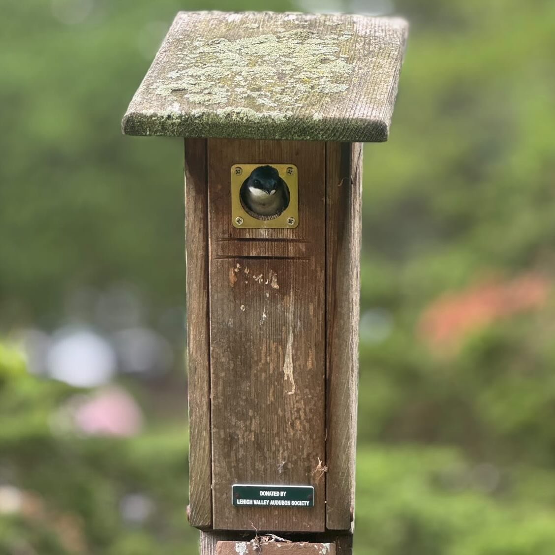 We want to thank @atomictangerines for sending us this awesome picture! A perfect example of how your contributions to our non profit goes towards our native birds! Please feel free to send in examples in the future, we want to see our community enga