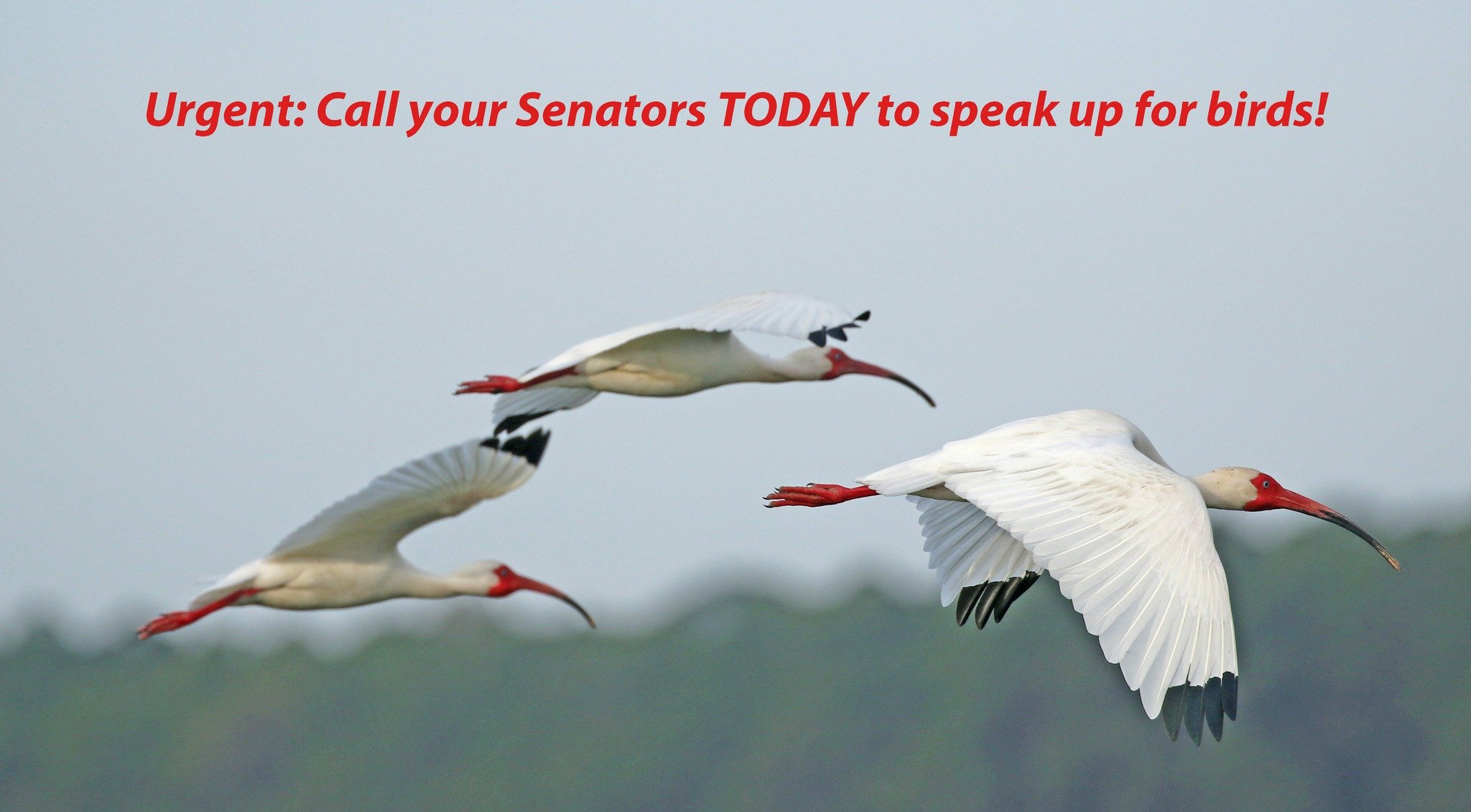 The U.S. Senate may vote as early as tomorrow, June 25, on a budget reconciliation bill that would be devastating for birds and their habitats. The so-called One Big Beautiful Bill Act contains more than 78 environmentally harmful provisions, threate