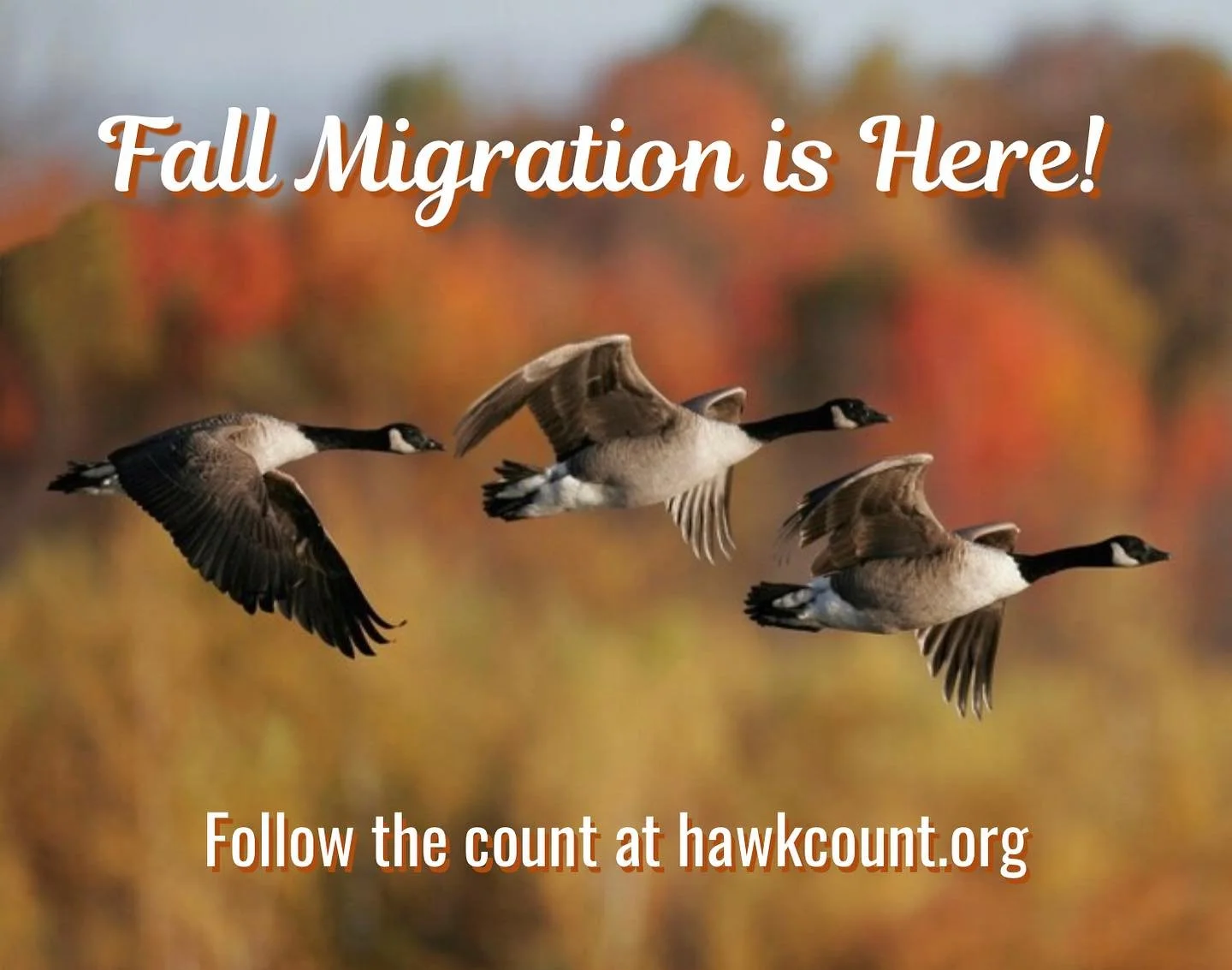 🍂🍁 That&rsquo;s right, counting for the fall migration has officially started! Organizations like the Lehigh Gap Nature Center and Hawk Mountain Sanctuary are beginning to count migrants! The data is used to study our precious species and see how n