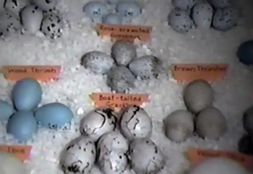 Former LVAS President, Dale Steventon, Shares History & Video of Bart Snyder's Egg Collection