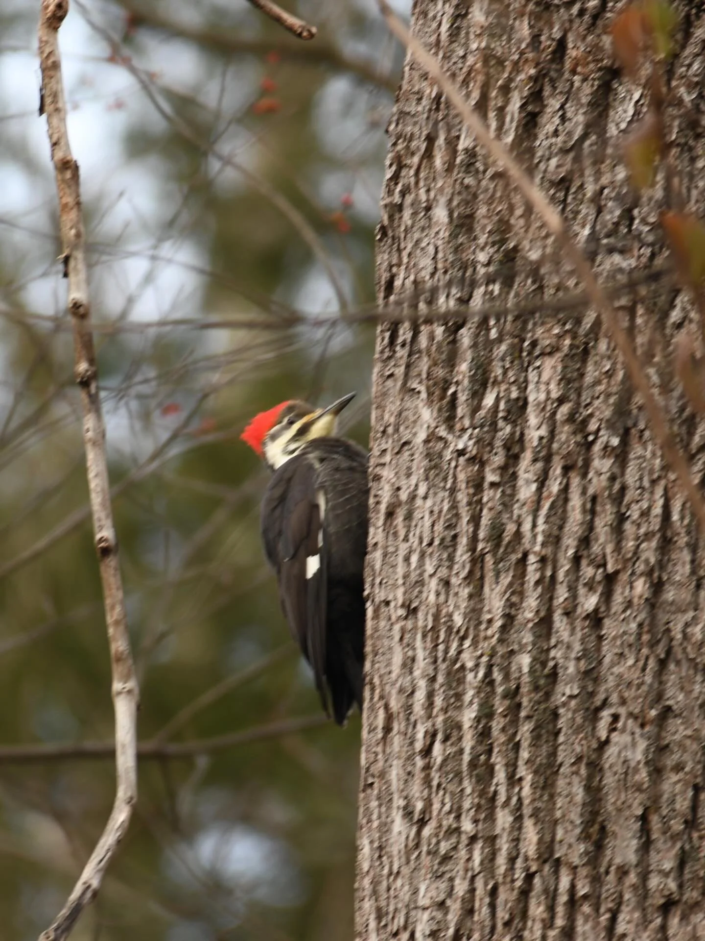 🎄On December 20th, 2025, 40 counters participated in the Lehigh Valley Christmas Bird Count. This marked the 82nd year of this particular count, and the 126th year of the Audubon Christmas Bird Count overall. A total of 86 species and 78,616 individ