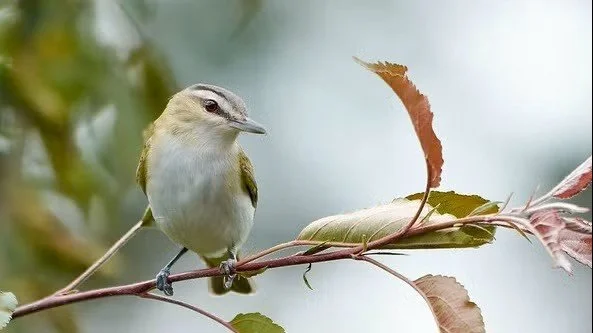 Sept. 12th LVAS Guided Bird Walk at Whitehall Parkway
