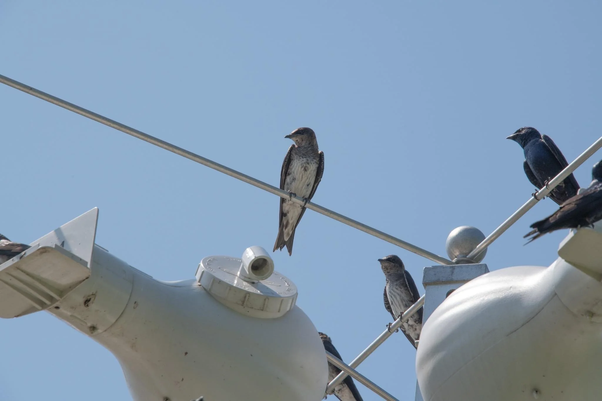 Volunteers Needed to Help Purple Martins