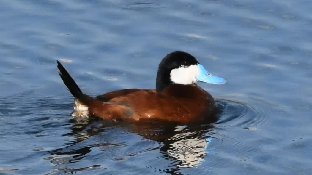 Birding Trip to Beltzville State Park