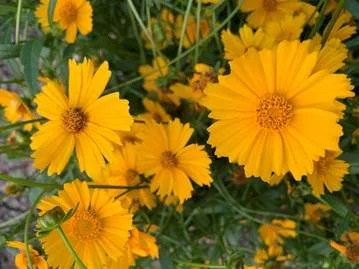 Gardening for Birds and Caterpillars by Lehigh County Master Gardeners 