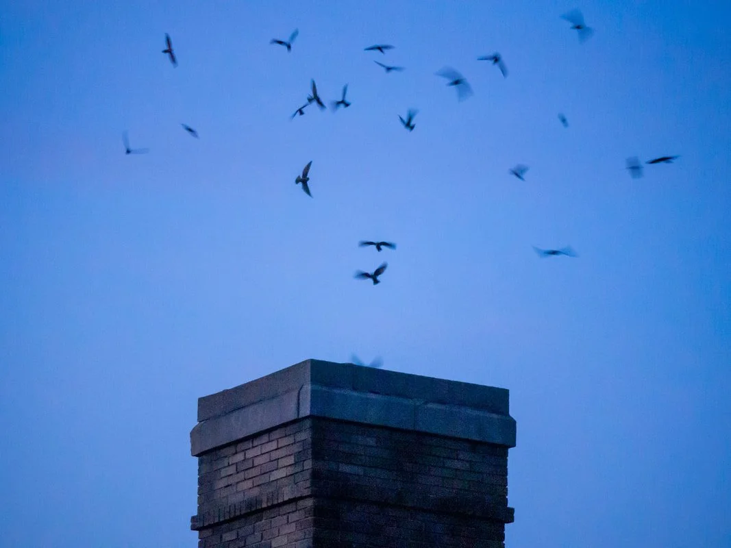 LVAS: September 5th Field Trip to View Chimney Swifts &amp; Follow-up Report