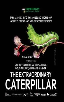 The Extraordinary Caterpillar Zoom Program