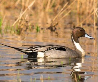 Winter Ducks of Pennsylvania Presentation on Zoom 