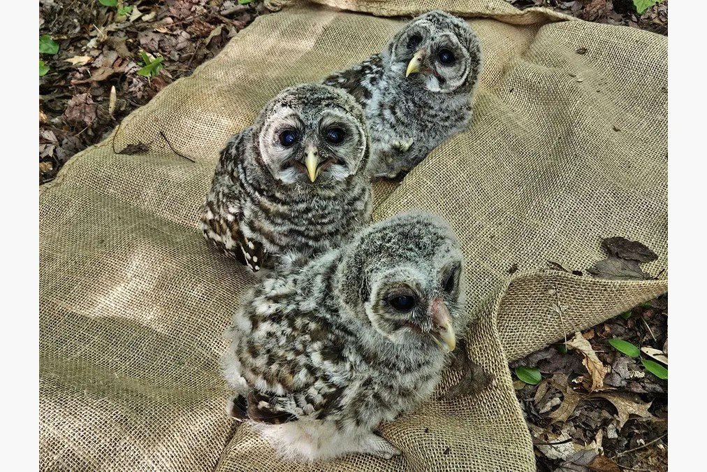 Barred Owls of the Minsi Lake Greenway Online Presentation