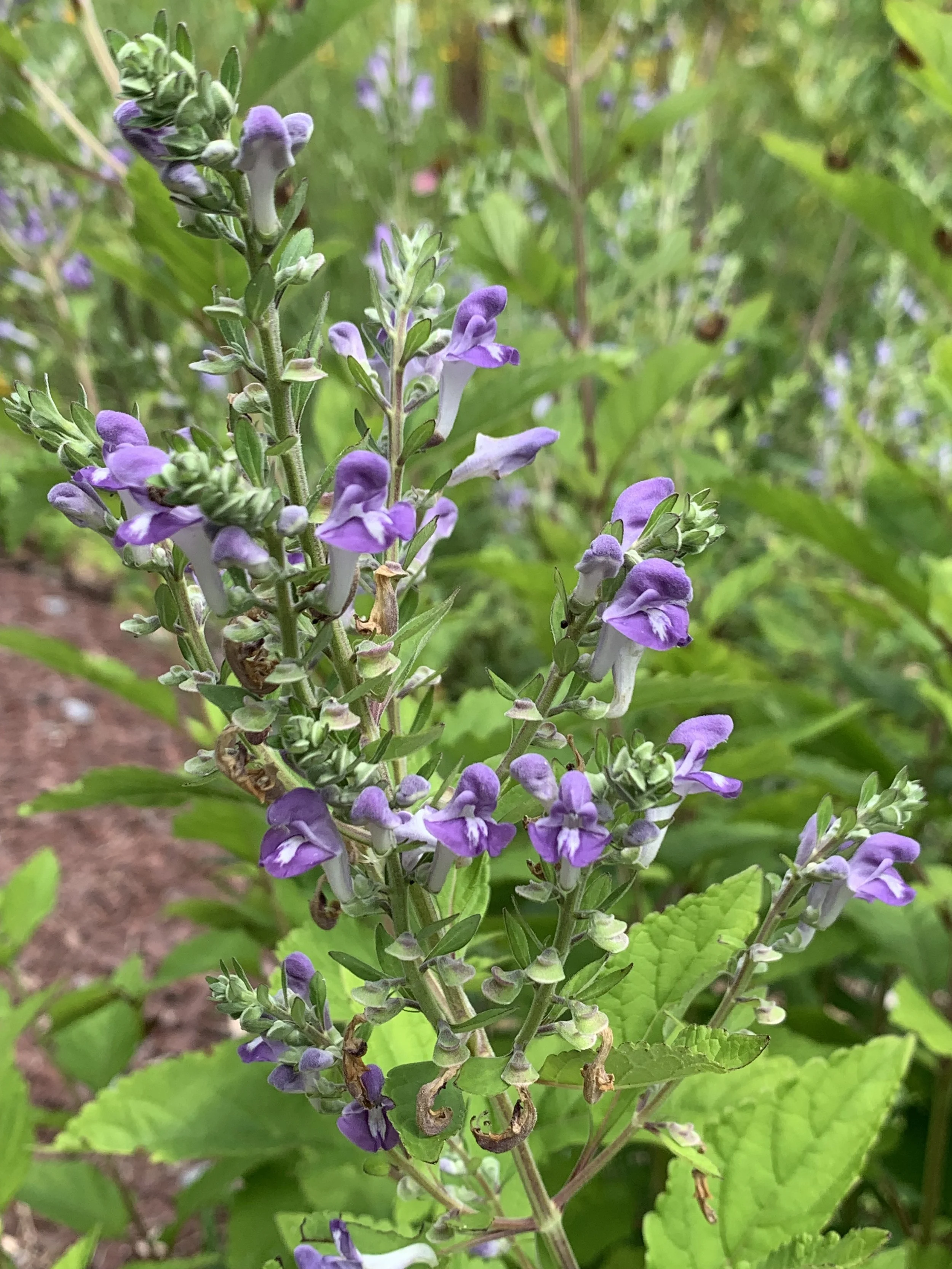 Hoary skullcap