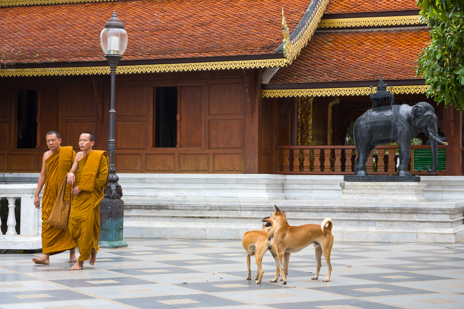 Wat Dogs, Chiang Mai