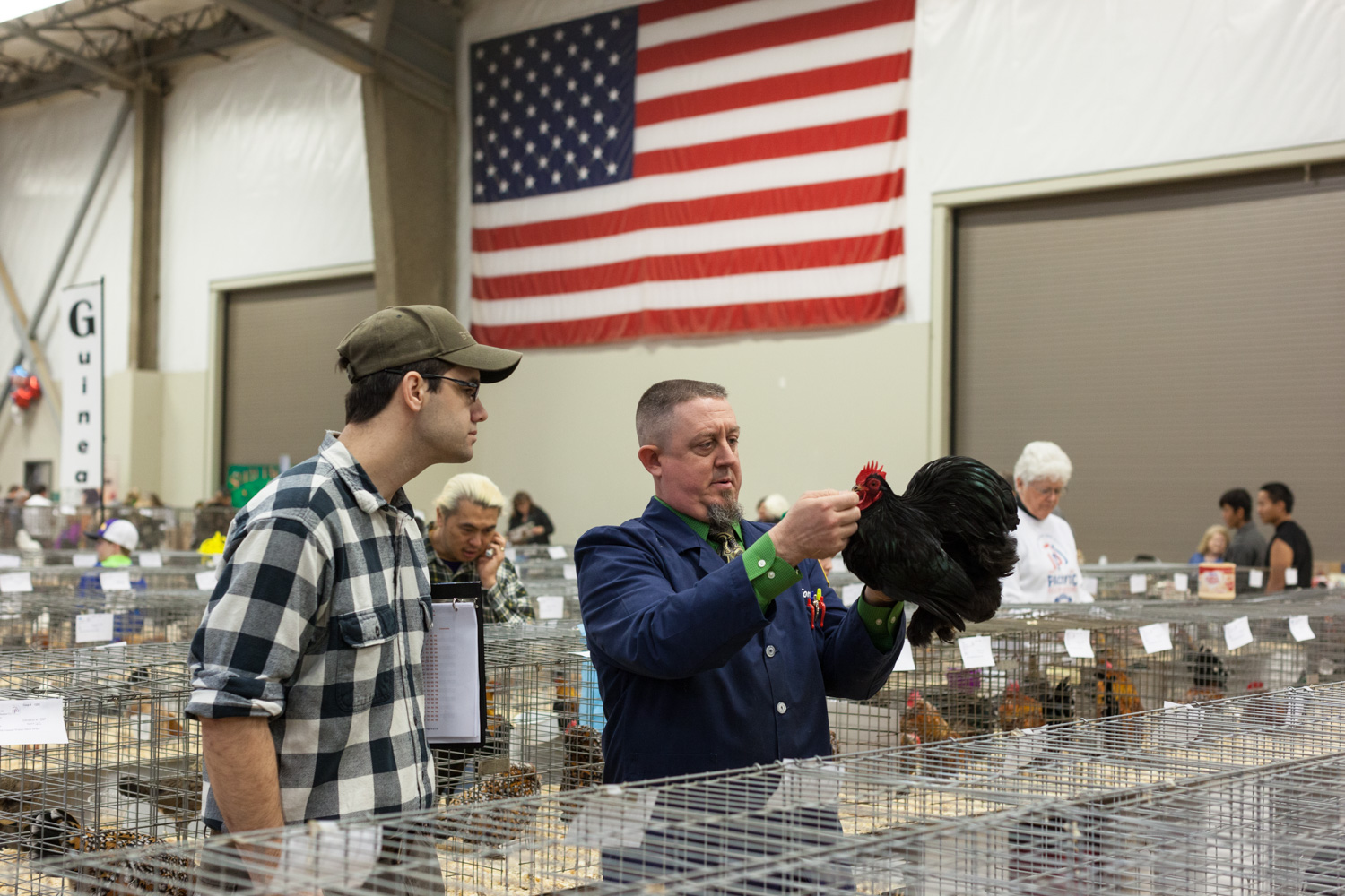 Judging, Pacific Poultry Breeders Show, Modesto