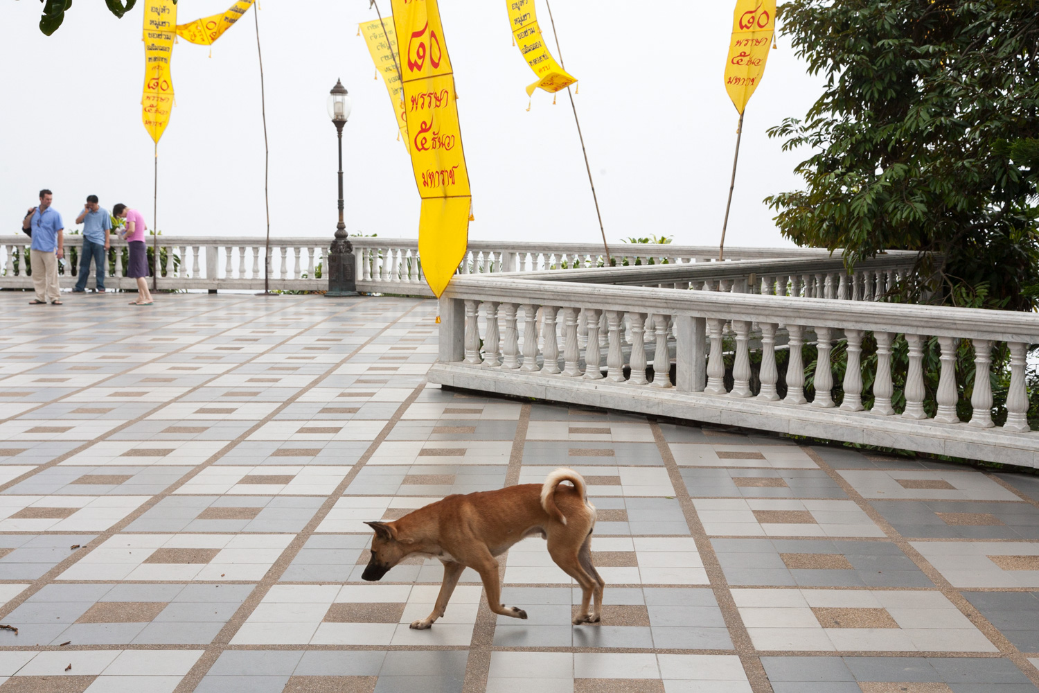 Temple Dog, Chiang Mai