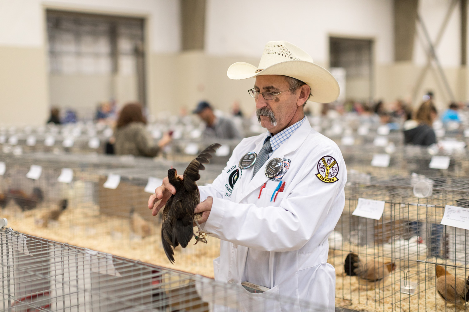 Pacific Poultry Breeders Judging, Modesto.