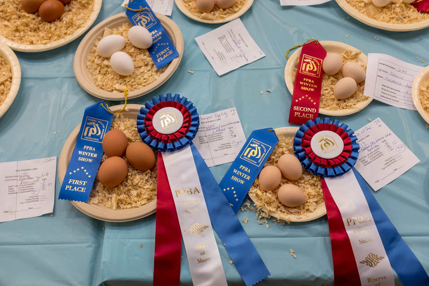 Brown/Large, Pacific Poultry Breeders Show, Modesto.