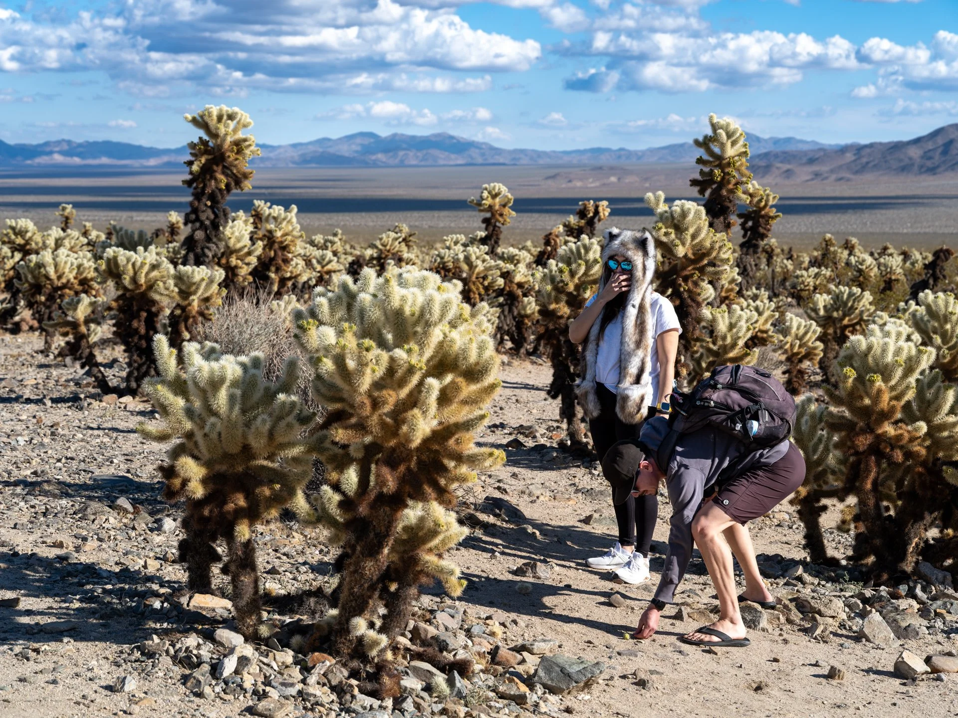 Chollas, Joshua Tree