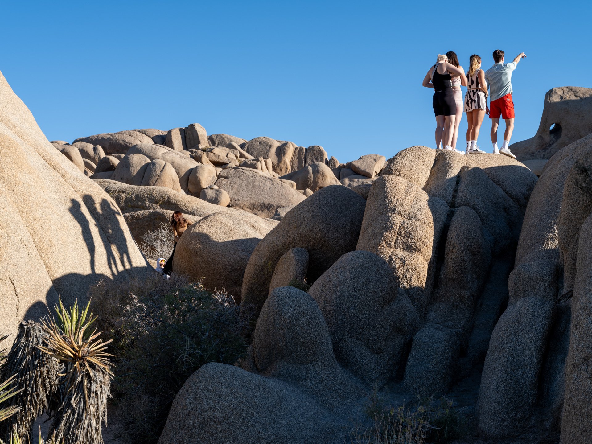 Joshua Tree