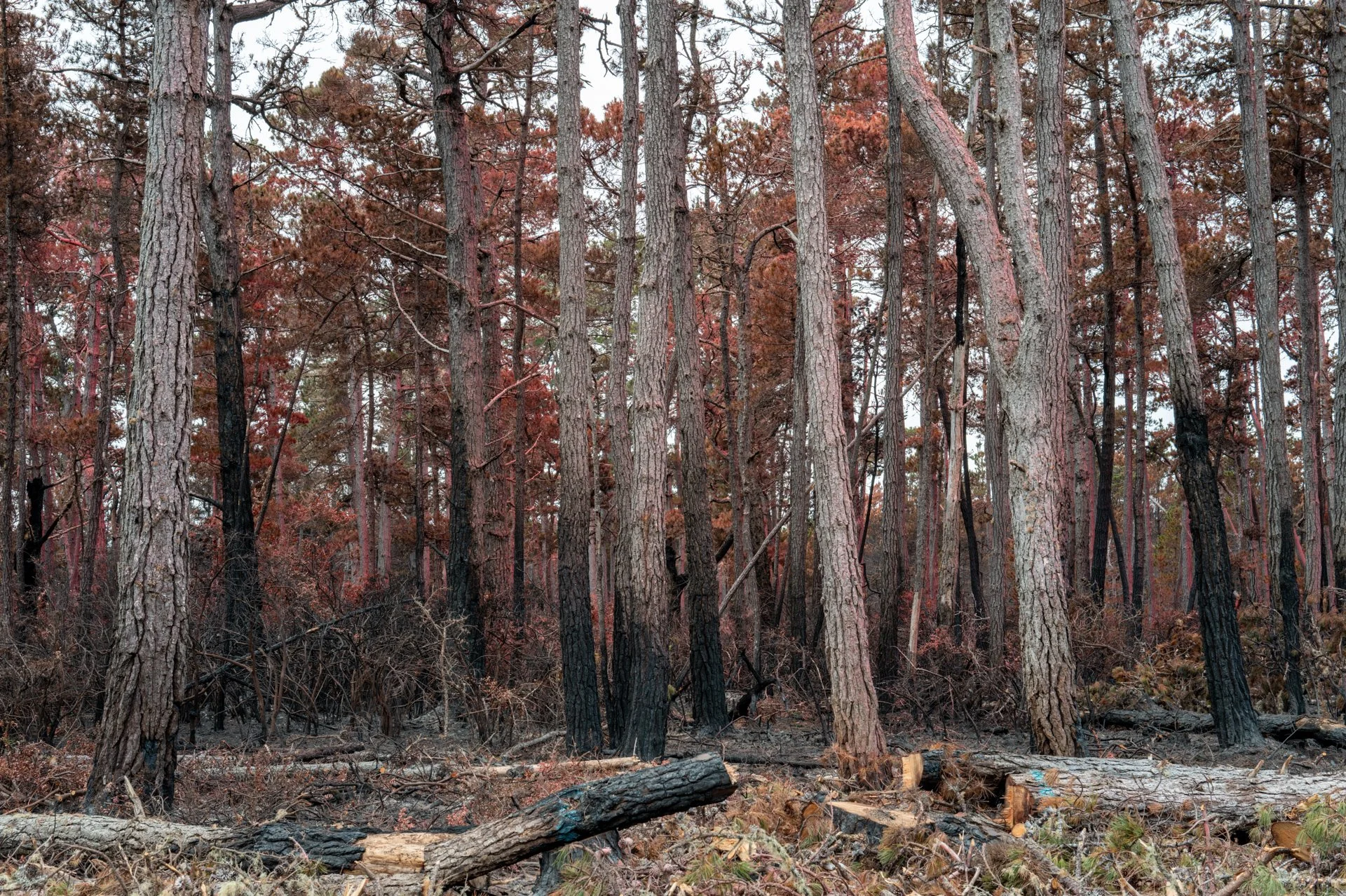 Woodside Fire near Salt Point State Park, August 2026