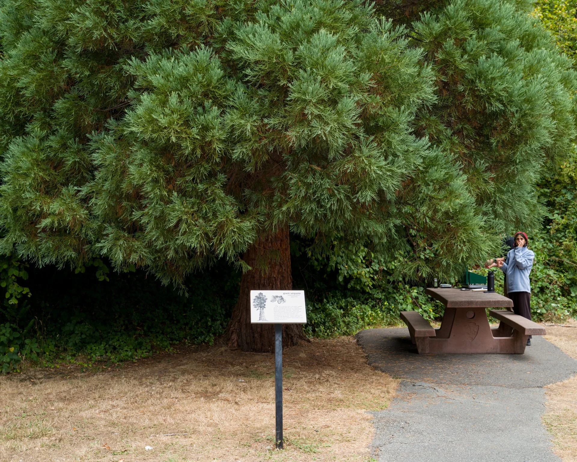 Giant Sequioa, Hiouchi Visitor Center near Crescent City, California