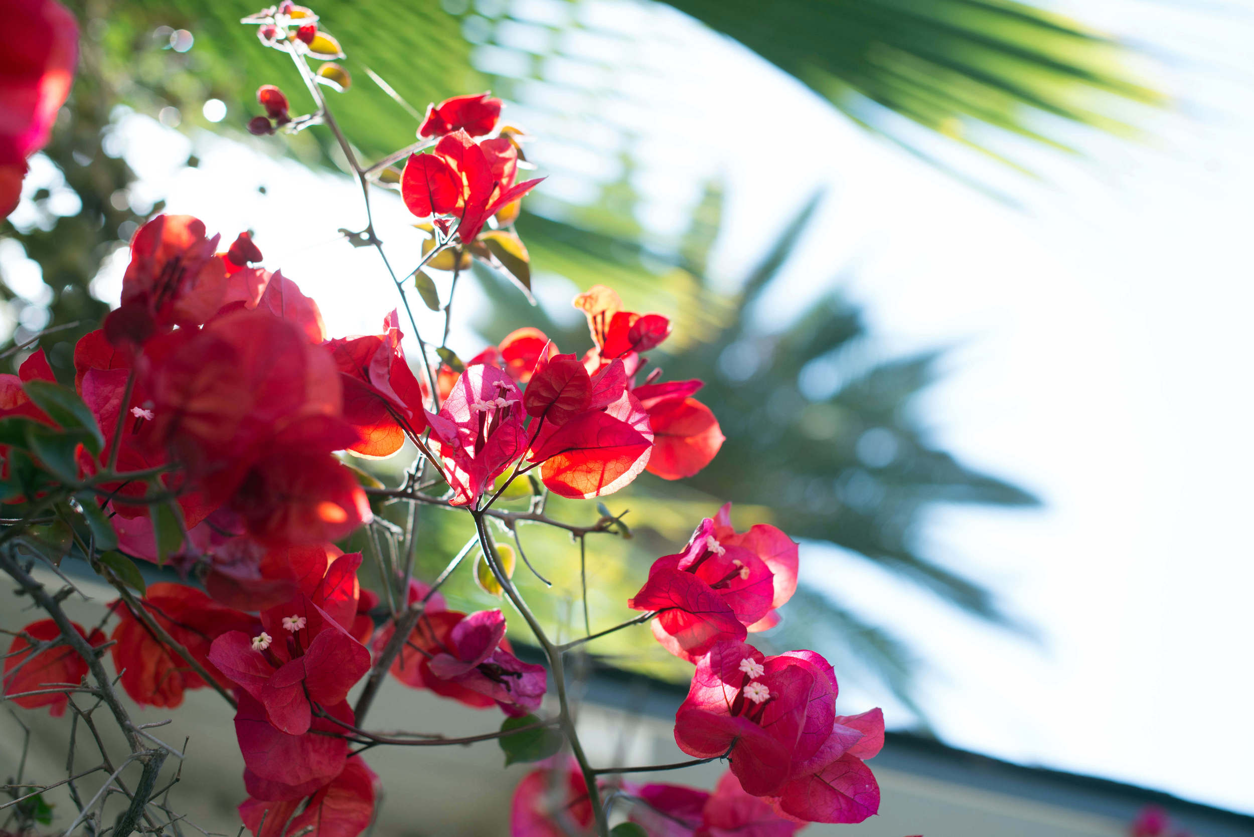 bougainvillea