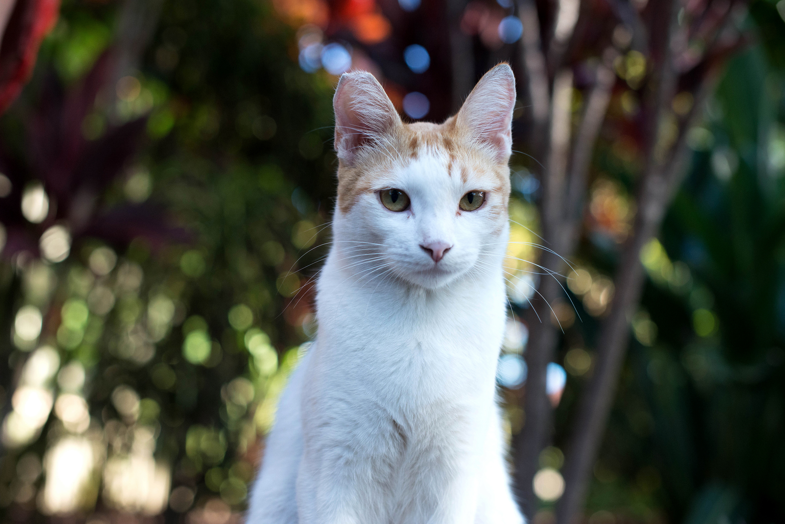 beautiful white cat portrait