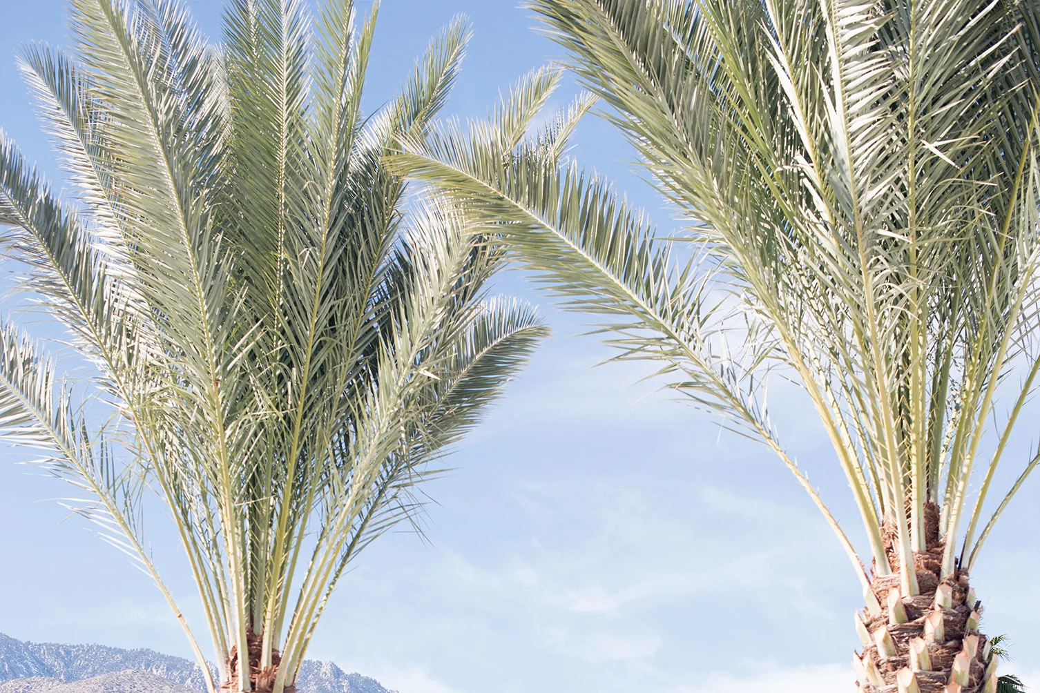 MODERNISM WEEK: THE CHRISTOPHER KENNEDY COMPOUND