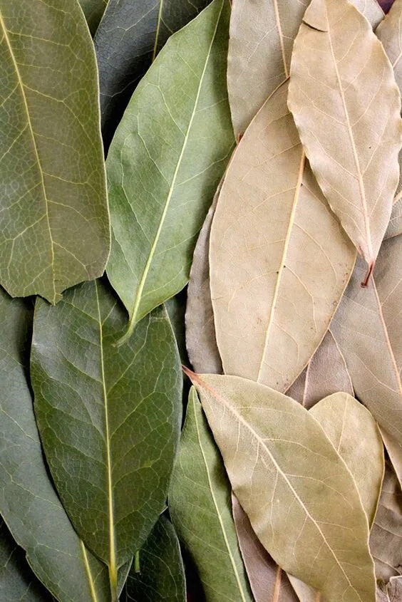 Enjoying Autumn to the Fullest