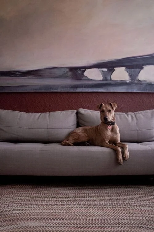 Dog Maintenance For The Home