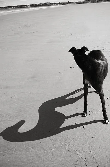 Science-Backed Arguments For Adding A Dog To The Fam