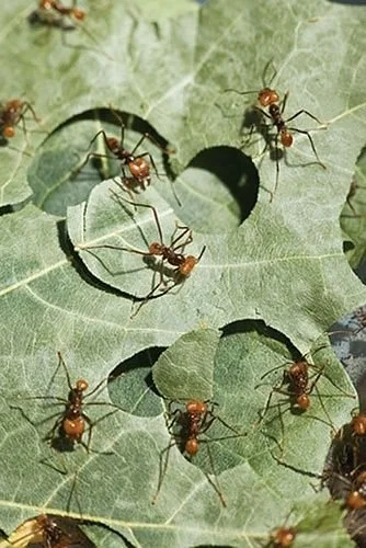 Easy Everyday Actions To Keep Pests Out Of The Home