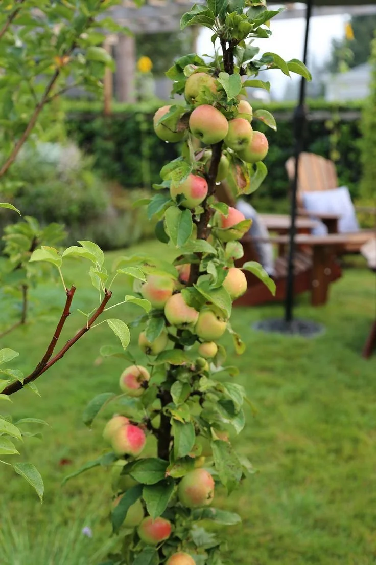 Growing Fresh: Best Fruit Trees for Year-Round Yield