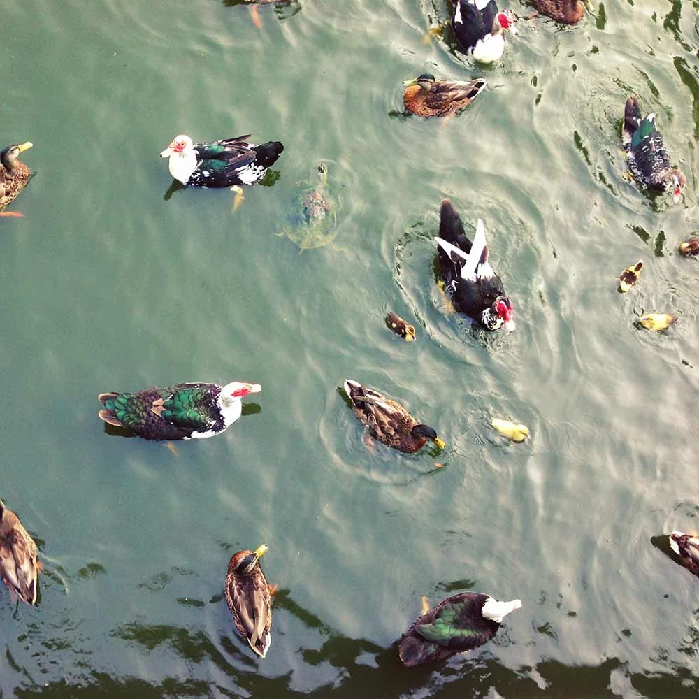ducks.jpg