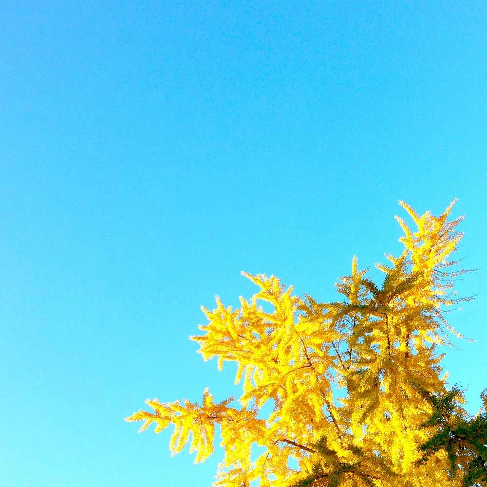 yellowtree.jpg