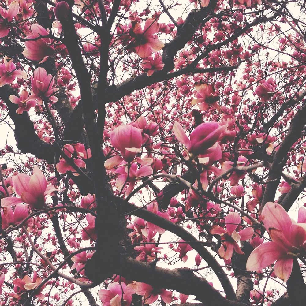 pink.jpg
