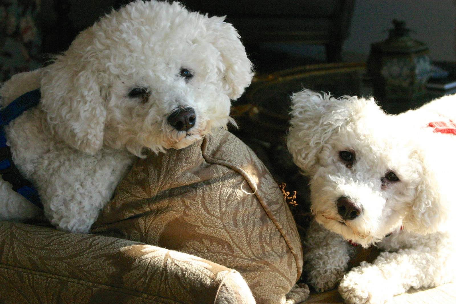Two bichons