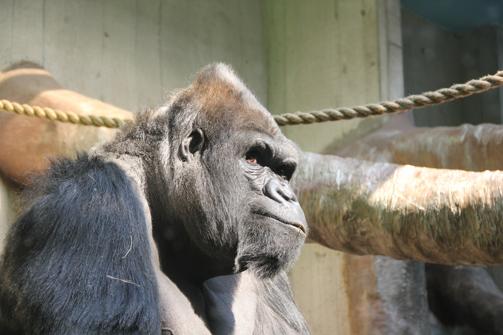 Gorilla
