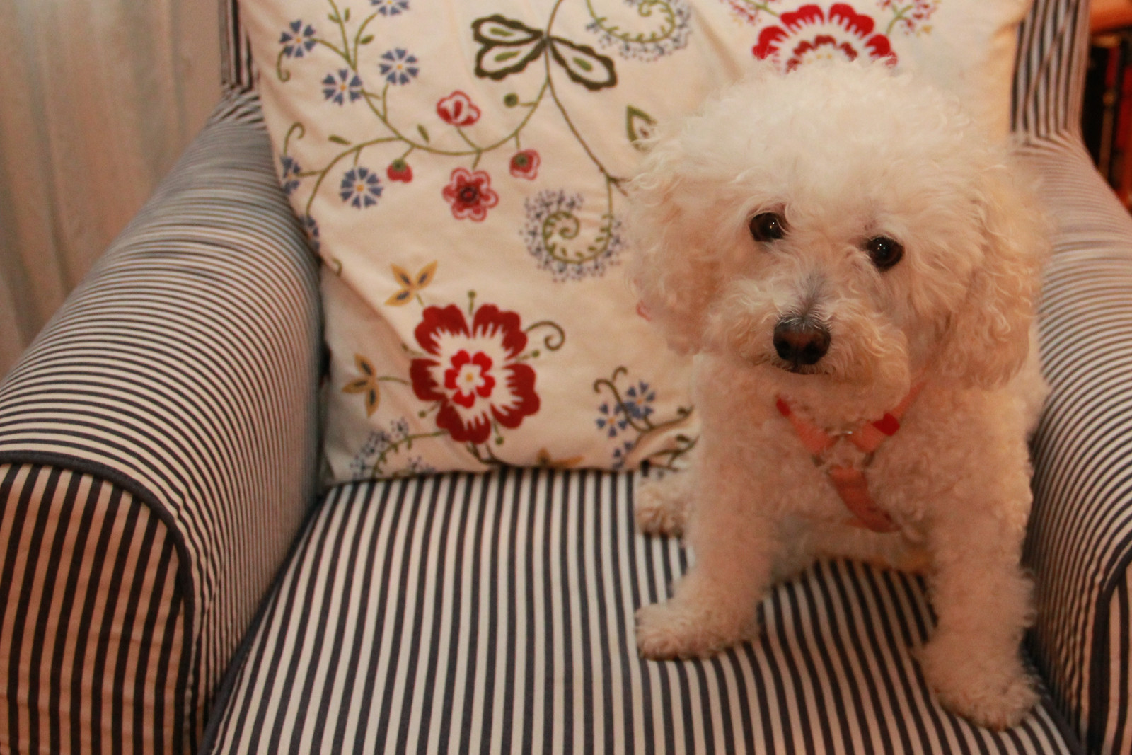 Bichon